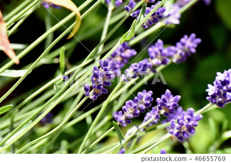 在三鷹中原開花的薰衣草 在三鷹中原開花的薰衣草 46655769