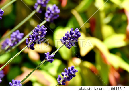 Lavender blooming in Mitaka Nakahara Lavender blooming in Mitaka Nakahara 46655841