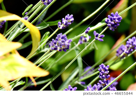 Lavender blooming in Mitaka Nakahara Lavender blooming in Mitaka Nakahara 46655844