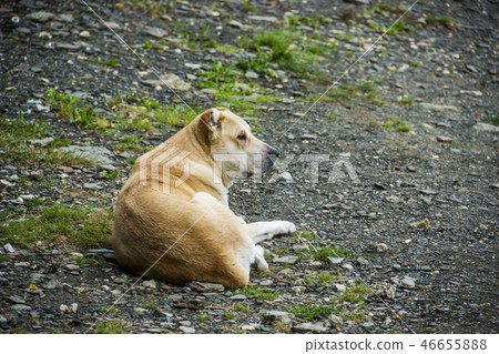 central asian shepherd dog 46655888