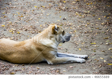 central asian shepherd dog 46655889