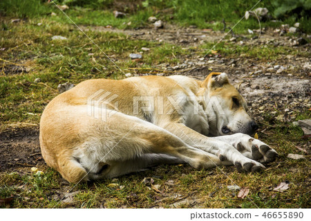 central asian shepherd dog 46655890