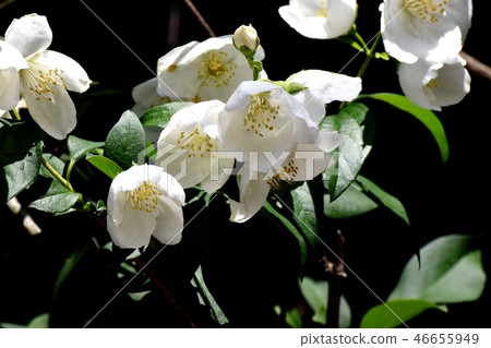 開花在三鷹中原的白色六朵花瓣Baikutsugi花 開花在三鷹中原的白色六朵花瓣Baikutsugi花 46655949