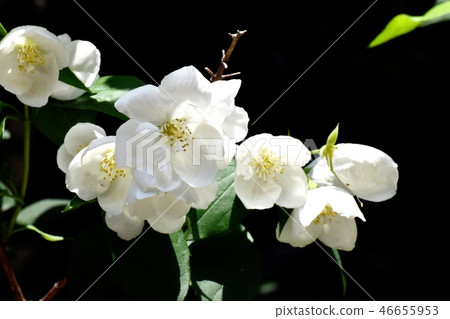 Baikutsugi flower of white six flower petals blooming in Mitaka Nakahara 46655953