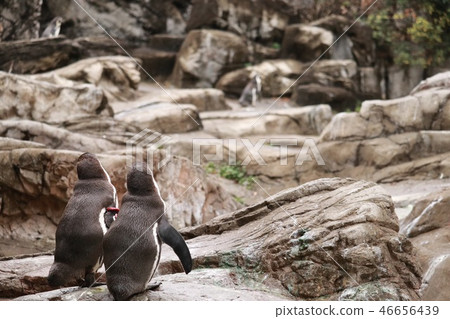 第二級企鵝 第二級企鵝 46656439