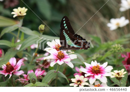 蝴蝶被困在一朵花 46656440