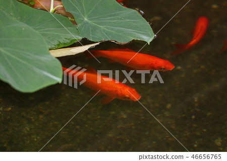 金魚 金魚 46656765