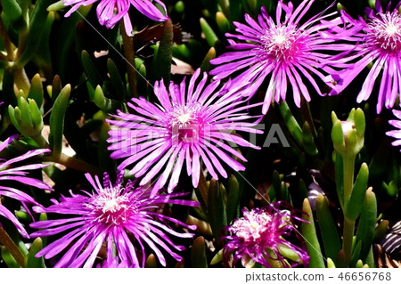 Matsubagiku of pick that blooms in Mitaka Nakahara 46656768