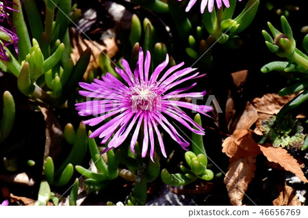 Matsubagiku of pick that blooms in Mitaka Nakahara 46656769