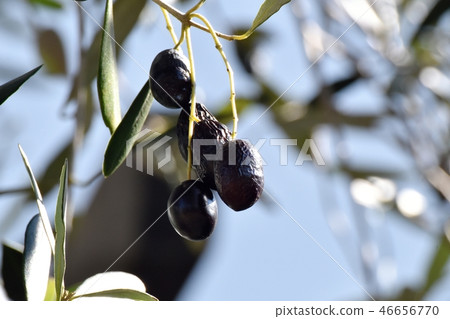 Fruit of a ripe olive to become Mishima Nakahara Fruit of a ripe olive to become Mishima Nakahara 46656770
