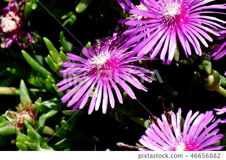 Matsubagiku of pick that blooms in Mitaka Nakahara 46656882