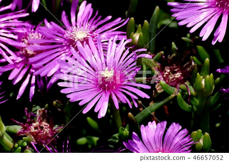 Matsubagiku of pick that blooms in Mitaka Nakahara 46657052