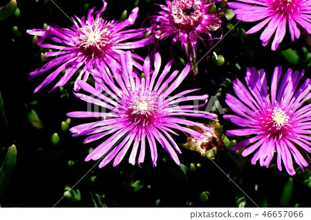 在三鷹中原開花的選擇的松原 46657066