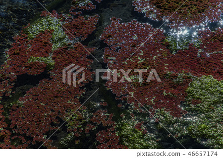 Red Aquatic Plant - Man Jiang Hong 46657174