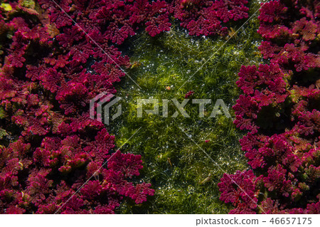 Red Aquatic Plant - Man Jiang Hong 46657175