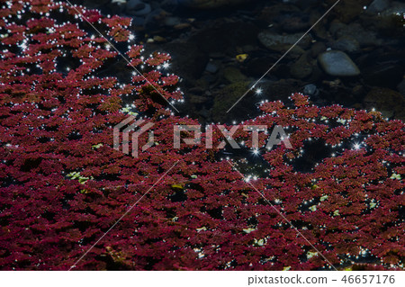 紅色水生植物 - 滿江紅 紅色水生植物 - 滿江紅 46657176