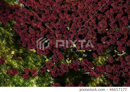 Red Aquatic Plant - Man Jiang Hong Red Aquatic Plant - Man Jiang Hong 46657177