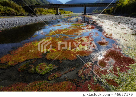 Red Aquatic Plant - Man Jiang Hong Red Aquatic Plant - Man Jiang Hong 46657179