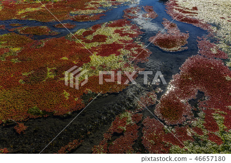 紅色水生植物 - 滿江紅 紅色水生植物 - 滿江紅 46657180