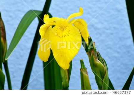 在三鷹中原開花的黃色虹膜 在三鷹中原開花的黃色虹膜 46657377