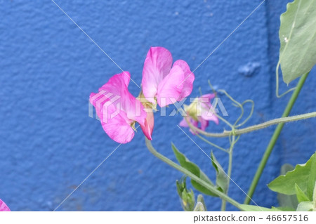Pink sweet pea blooming in Mitaka Nakahara Pink sweet pea blooming in Mitaka Nakahara 46657516