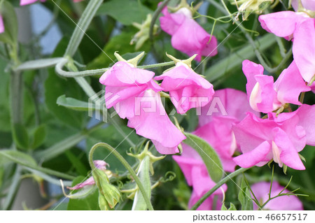 Pink sweet pea blooming in Mitaka Nakahara 46657517