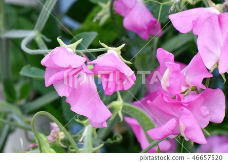 開花在三鷹中原的桃紅色香豌豆花 46657520