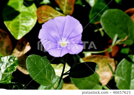 Flowering conifers in Misuga Nakahara 46657625