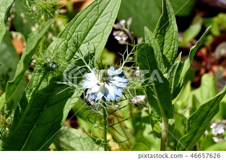 開花在三鷹中原的Nigella花 46657626