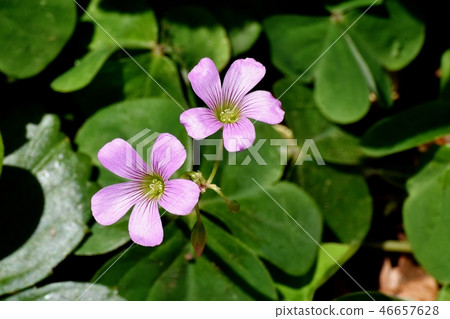 Murasaki Kabaki盛開在三鷹中原 Murasaki Kabaki盛開在三鷹中原 46657628