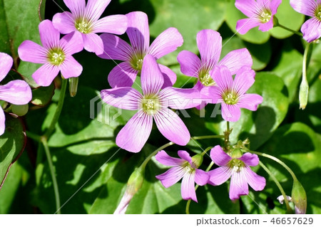 Murasaki Kabaki blooming in Mitaka Nakahara 46657629
