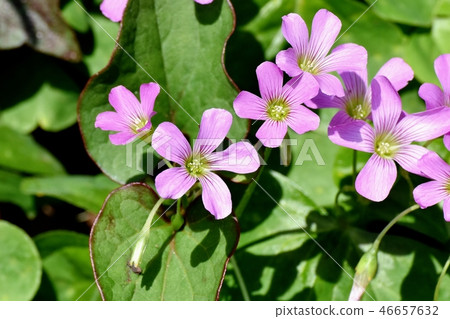 Murasaki Kabaki盛開在三鷹中原 Murasaki Kabaki盛開在三鷹中原 46657632