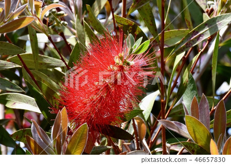 開花在三鷹中原的紅色蕓苔花 46657830