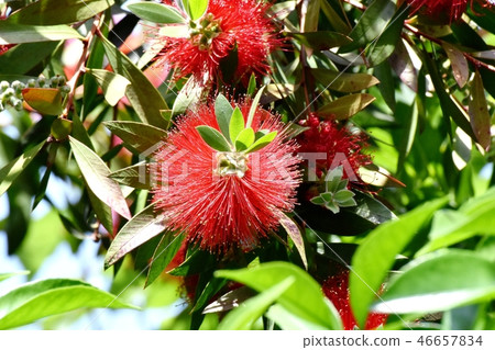 開花在三鷹中原的紅色蕓苔花 46657834