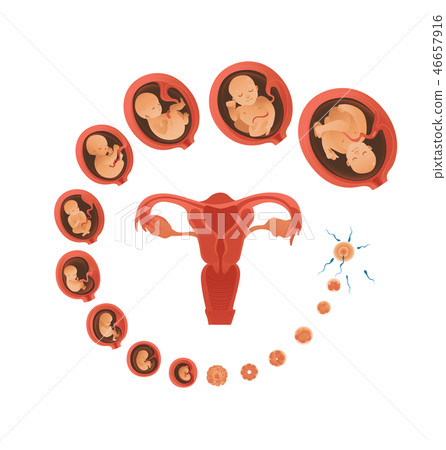 Vector human embryo development circle flat icon - Stock Illustration ...