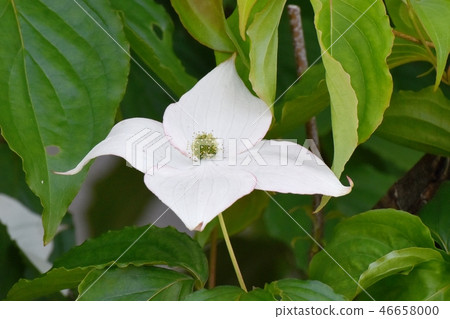 開花在三鷹中原的白色野公豬花 開花在三鷹中原的白色野公豬花 46658000