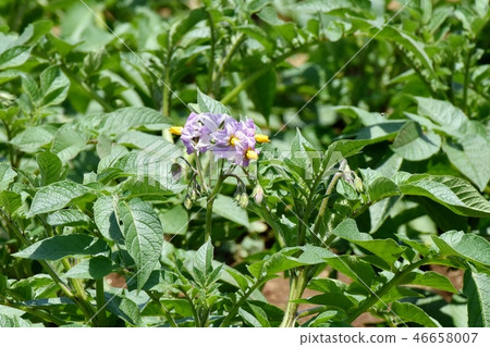 開花在三鷹中原的紫色土豆花 46658007