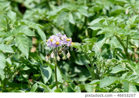 Purple potato flower blooming in Mitaka Nakahara 46658207