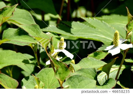 White dokudami flowers blooming in Mitaka Nakahara 46658235
