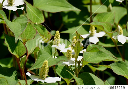 White dokudami flowers blooming in Mitaka Nakahara 46658239