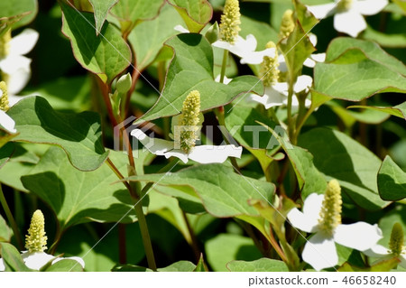 White dokudami flowers blooming in Mitaka Nakahara 46658240