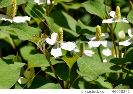 White dokudami flowers blooming in Mitaka Nakahara 46658241