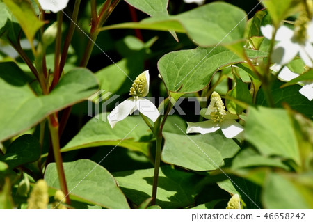 開花在三鷹中原的白色dokudami花 開花在三鷹中原的白色dokudami花 46658242