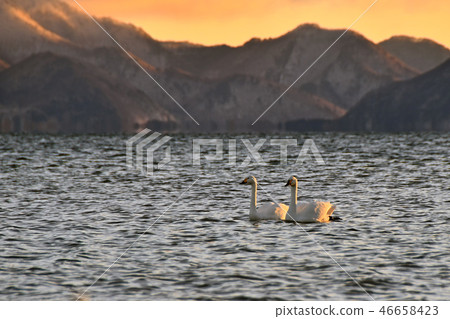 Swan in Lake Inawashiro 46658423