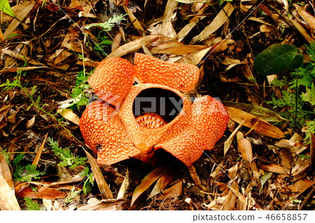 Raflesia 46658857