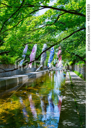 鯉魚飄帶游泳在Mukawa河 46658889