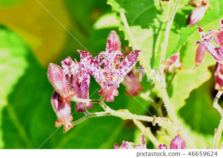 Hototogisu blooming in Mitaka Nakahara Hototogisu blooming in Mitaka Nakahara 46659624