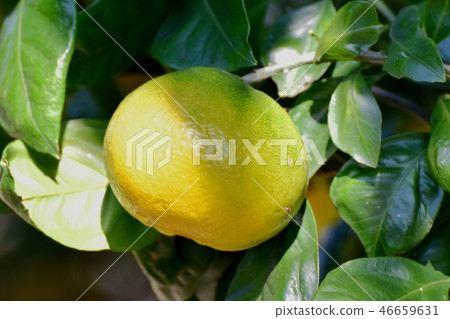 Mikan成為三鷹中原 46659631