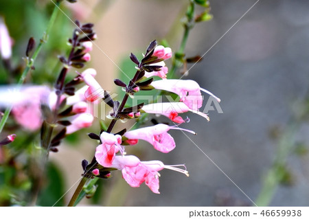Pink Salvia coccinea coral nymph blooming in Mitaka Nakahara 46659938