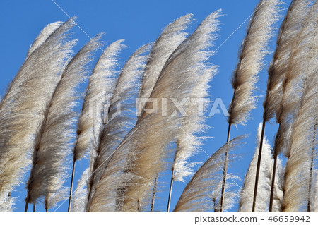 Ear of pampas grass blooming in Chofu botanical garden 46659942